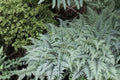 Athyrium Ghost Fern Live Plant | Japanese Painted Fern with Silver Green Foliage | Deer Resistant Perennial for Shade Gardens