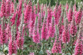 Veronica 'Red Fox' Perennial Plant, Rose Pink Flower Spikes, Pollinator & Deer Resistant, 1 Gallon Live Plant