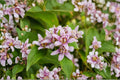 Tricyrtis 'Seiryu' Toad Lily Orchid-Like Shade Perennial Live Plant 4.5" Pot, Woodland Garden, Late Summer Bloom, Exotic Flowers