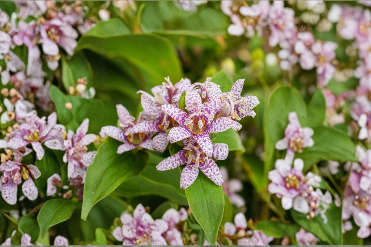 Tricyrtis 'Seiryu' Toad Lily Orchid-Like Shade Perennial Live Plant 4.5" Pot, Woodland Garden, Late Summer Bloom, Exotic Flowers