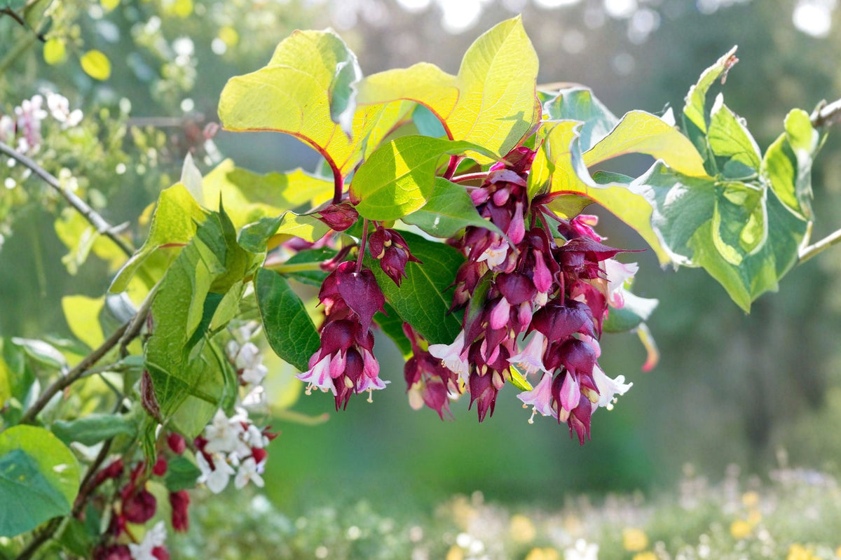 Leycesteria 'Jealousy' Golden Himalayan Honeysuckle Evergreen Shrub 1 Gallon with Burgundy Flowers Pollinator Plant