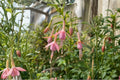Fuchsia Shrub 1 Gallon White Knights Pearl Light Pink Flowers Hardy Perennial Butterfly Hummingbird Plant