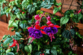 Hardy Variegated Fuchsia Plant 1 Gallon | Fuchsia 'Tricolor' with Red & Violet Flowers | Pollinator & Hummingbird Friendly Perennial