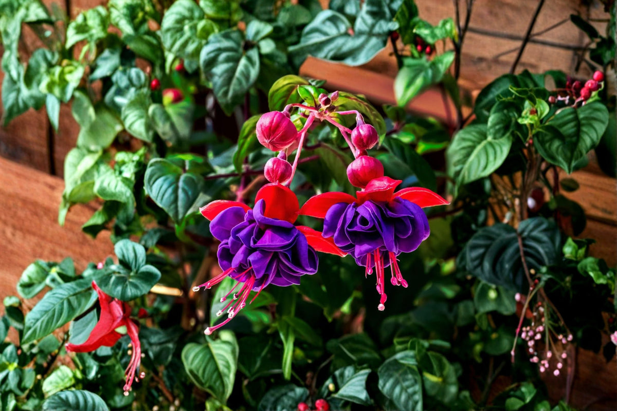 Hardy Variegated Fuchsia Plant 1 Gallon | Fuchsia 'Tricolor' with Red & Violet Flowers | Pollinator & Hummingbird Friendly Perennial