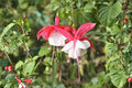 Fuchsia 'Lady Thumb' Hardy Perennial Plant 1 Gallon Pink & White Flowers Hummingbird & Pollinator Friendly