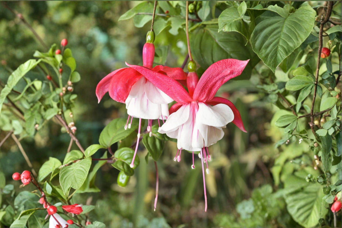 Fuchsia 'Lady Thumb' Hardy Perennial Plant 1 Gallon Pink & White Flowers Hummingbird & Pollinator Friendly