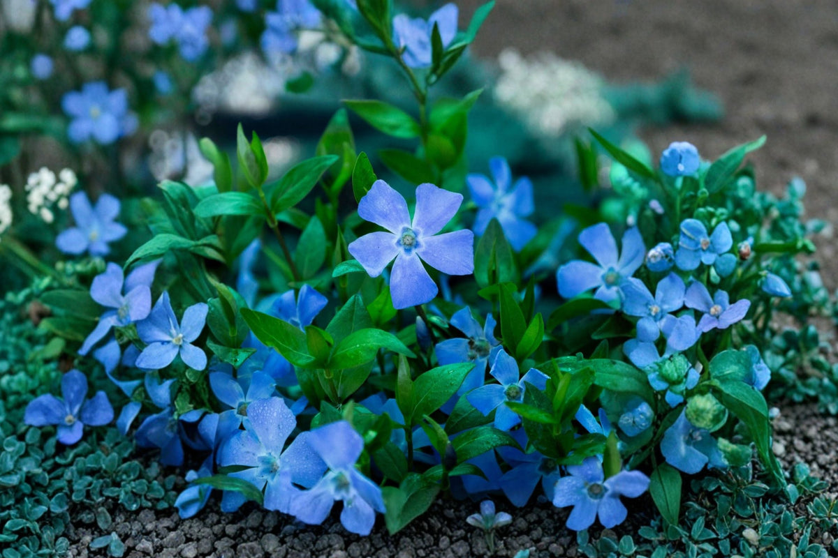 Vinca Minor Groundcover Trio - Evergreen Perennial Plants with White, Burgundy, and Violet Blooms | Periwinkle 'Alba', 'Merlot', 'Bowles Blue'