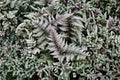 Athyrium Niponicum 'Metallicum' Japanese Painted Fern - Silver Purple Shade Perennial, Deer Resistant, 13.5-Inch Potted Plant