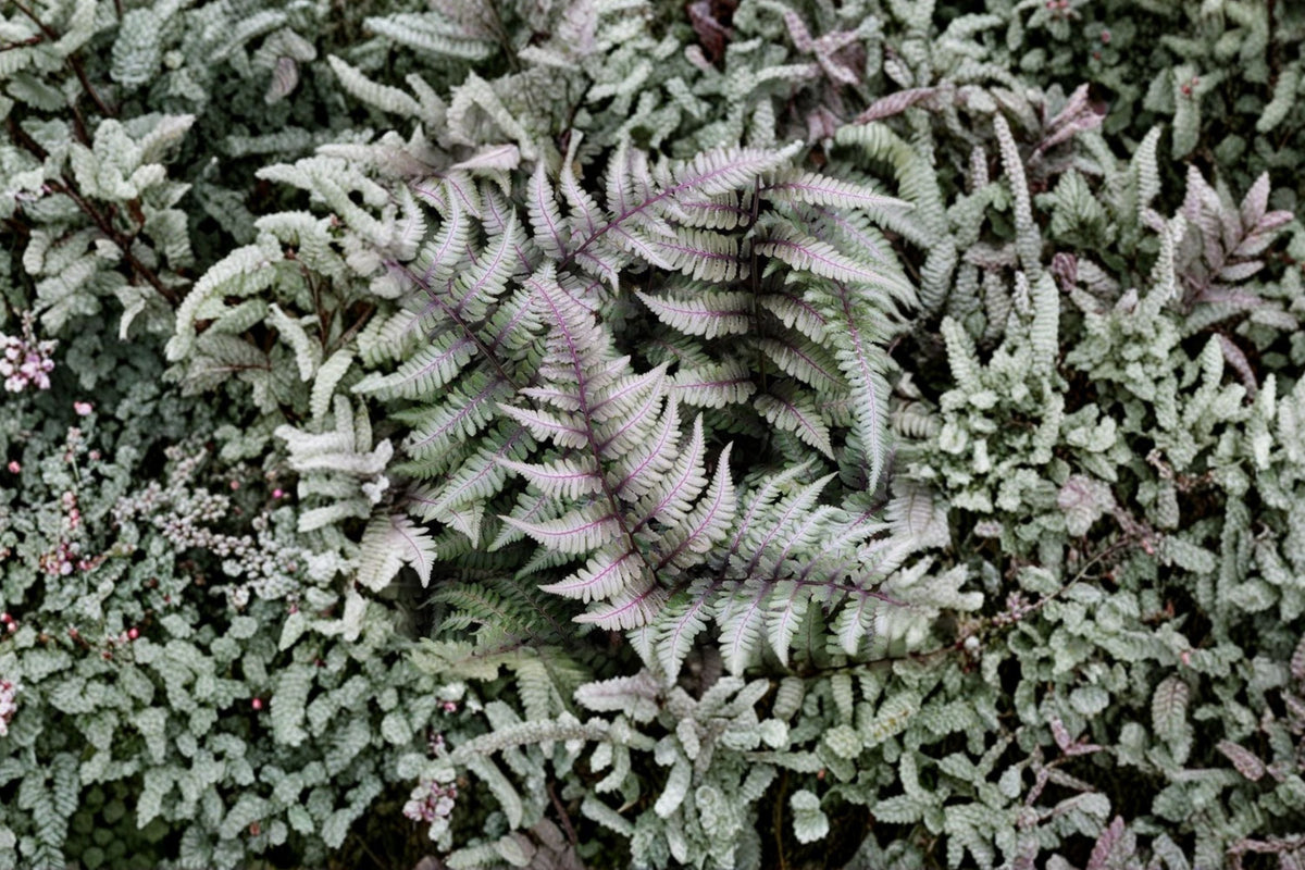 Athyrium Niponicum 'Metallicum' Japanese Painted Fern - Silver Purple Shade Perennial, Deer Resistant, 13.5-Inch Potted Plant