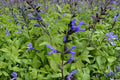 Salvia 'Black and Blue' Perennial Plant | 1 Gallon Pot | Blue Anise Sage | Hummingbird & Pollinator Magnet | Salvia guaranitica