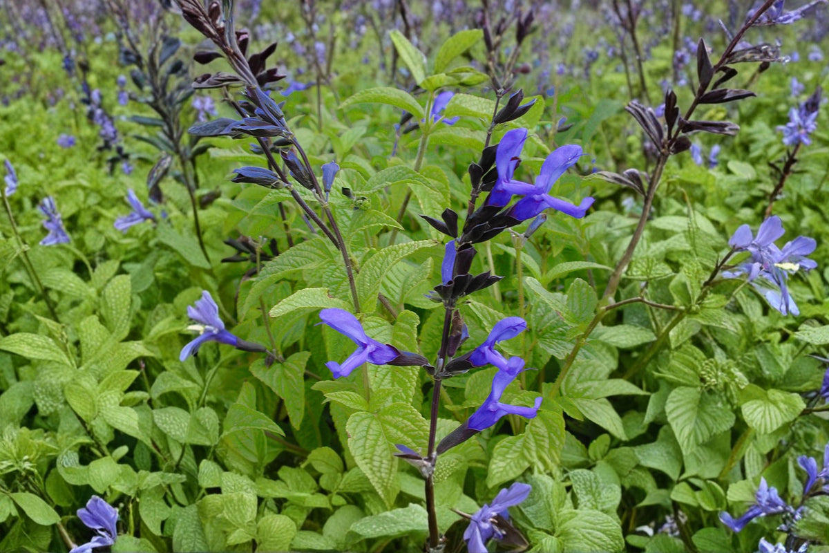 Salvia 'Black and Blue' Perennial Plant | 1 Gallon Pot | Blue Anise Sage | Hummingbird & Pollinator Magnet | Salvia guaranitica