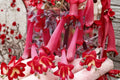 Phygelius 'Colorburst Deep Red' Cape Fuchsia Live Plant – Long Blooming Perennial Shrub for Hummingbird Gardens
