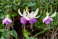Hardy Fuchsia Live Plant 1-Gallon | White & Violet Blue Flowers | Long Blooming Perennial for Cottage & Pollinator Gardens