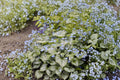 Brunnera macrophylla 'Jack Frost' Live Plant, Shade Perennial with Silver Foliage and Blue Spring Flowers, 4.5-Inch Pot