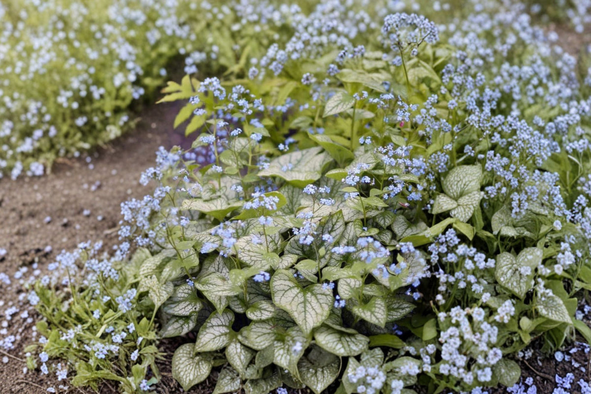 Brunnera macrophylla 'Jack Frost' Live Plant, Shade Perennial with Silver Foliage and Blue Spring Flowers, 4.5-Inch Pot