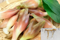 Myoga Ginger Live Roots – Edible Japanese Ginger Plant for Shade Gardens – Cold Hardy to Zone 5b – Fresh Dug Rhizomes
