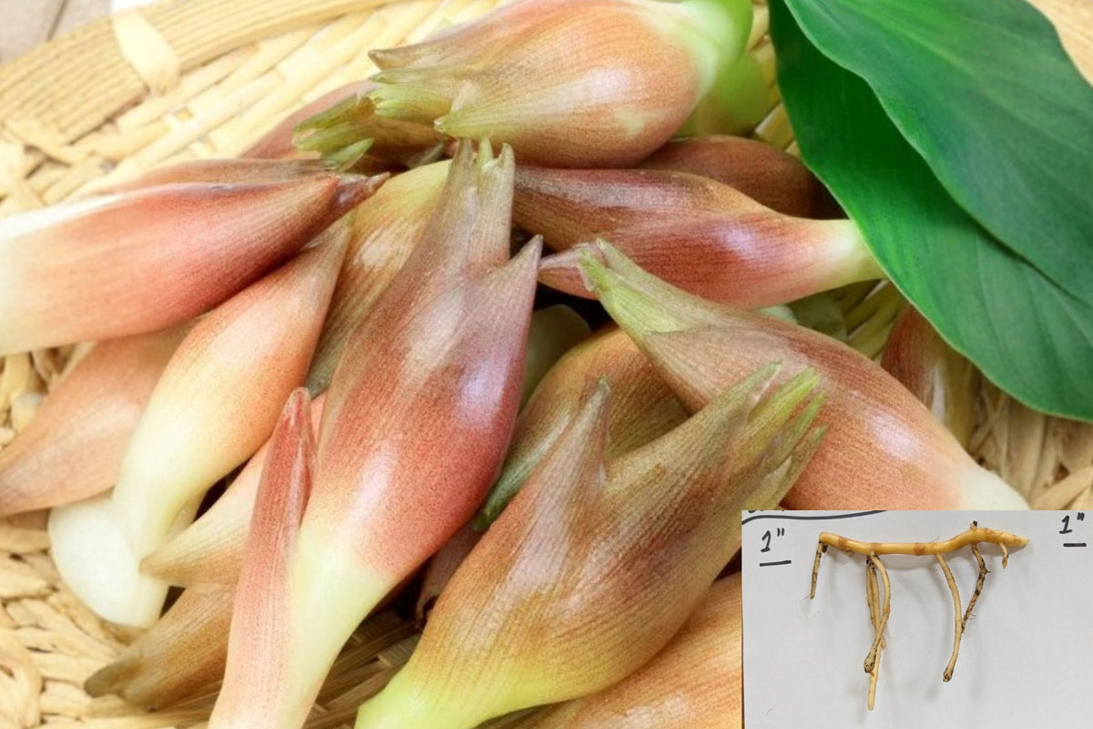 Myoga Ginger Live Roots – Edible Japanese Ginger Plant for Shade Gardens – Cold Hardy to Zone 5b – Fresh Dug Rhizomes