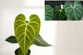 Anthurium Regale AFF Live Indoor Plant Pack of 2 – Rare Velvet Leaf Aroid – Tropical Greenery – Air Purifying Exotic Houseplant