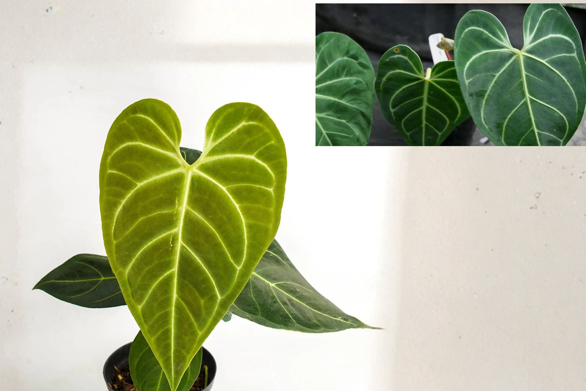 Anthurium Regale AFF Live Indoor Plant Pack of 2 – Rare Velvet Leaf Aroid – Tropical Greenery – Air Purifying Exotic Houseplant