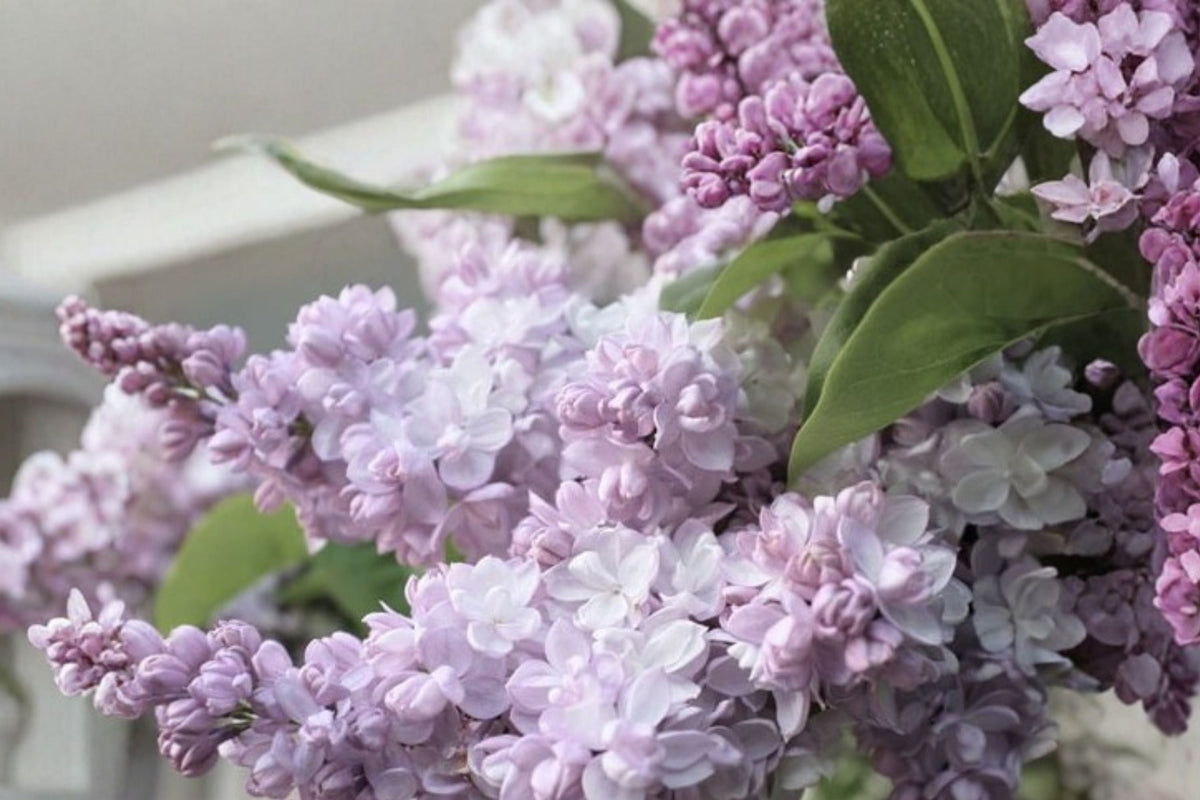 Live Lilac Plant - Syringa vulgaris ‘Krasavitsa Moskvy’ - Fragrant Double White Pink Flowers, 1 Gallon Pot