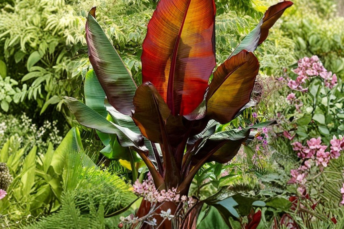 Ensete Maurelii Red Banana Plant Live Tropical Ornamental Foliage Tree for Gardens & Containers