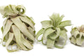 Tillandsia Streptophylla Air Plant – Curly, Spiral-Shaped, No Soil, Easy Care Indoor Plant, Medium Size, Live Tillandsia, Unique Houseplant