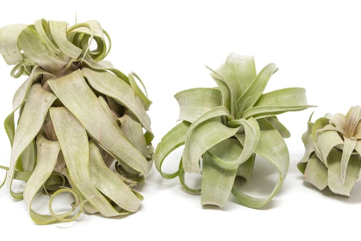 Tillandsia Streptophylla Air Plant – Curly, Spiral-Shaped, No Soil, Easy Care Indoor Plant, Medium Size, Live Tillandsia, Unique Houseplant