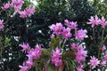 German Empress Epiphyllum Cutting – Orchid Cactus, Night Blooming, Trailing Foliage, 8–10 Inches, Rare Tropical Plant