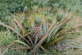 Live Sugar Loaf Pineapple Plant – Ananas comosus – Tropical Fruit, Low Acid, Edible Core, Grow Your Own Pineapple