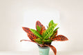 Croton Cocktail Plant Pack of 2 – Colorful Tropical Houseplants – Codiaeum Variegatum – Vibrant Foliage Indoor Plants