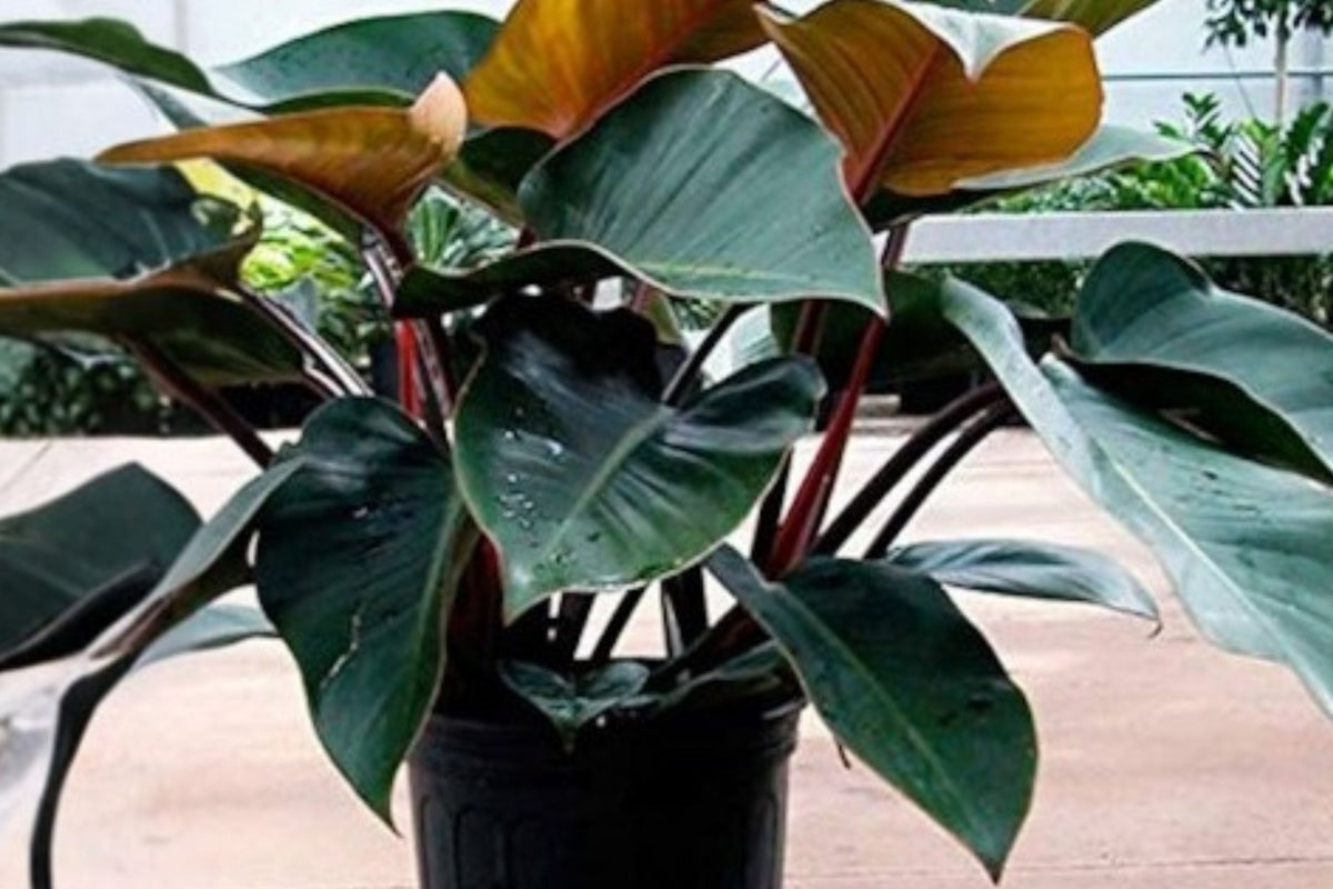 Philodendron Red Congo – Burgundy Foliage Indoor Plant – Self-Heading Tropical Houseplant