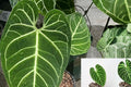 Anthurium Regale Live Plants Pack of 2 – Rare Velvet Leaf Aroid – Tropical Indoor Houseplant – Exotic Foliage – Collector Plant