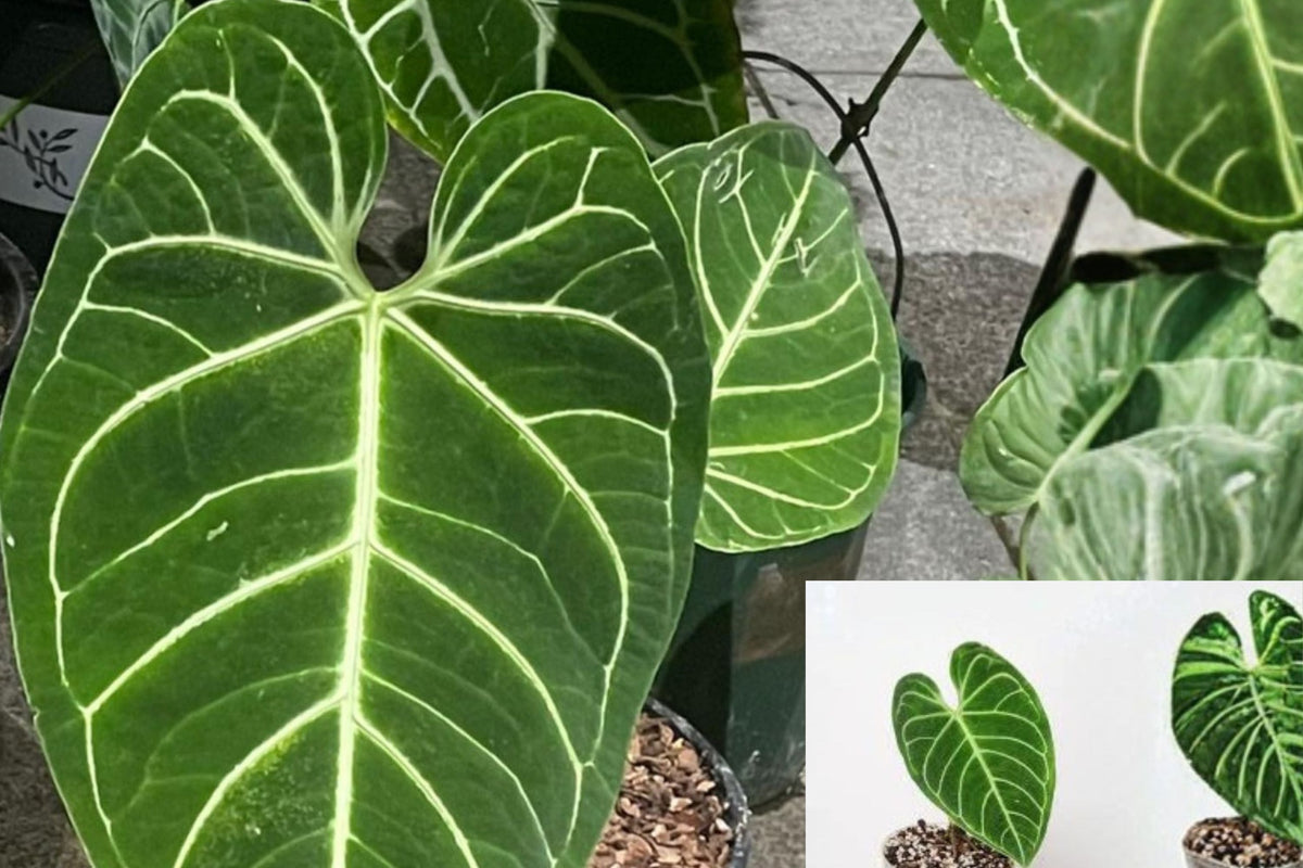 Anthurium Regale Live Plants Pack of 2 – Rare Velvet Leaf Aroid – Tropical Indoor Houseplant – Exotic Foliage – Collector Plant