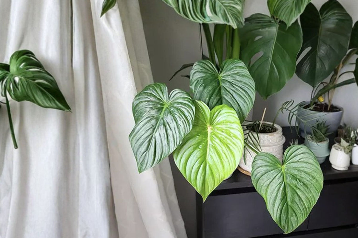 Rare Philodendron Pastazanum Silver Nieve Live Houseplant, Silver Leaf Aroid, Creeping Growth, Collector Plant