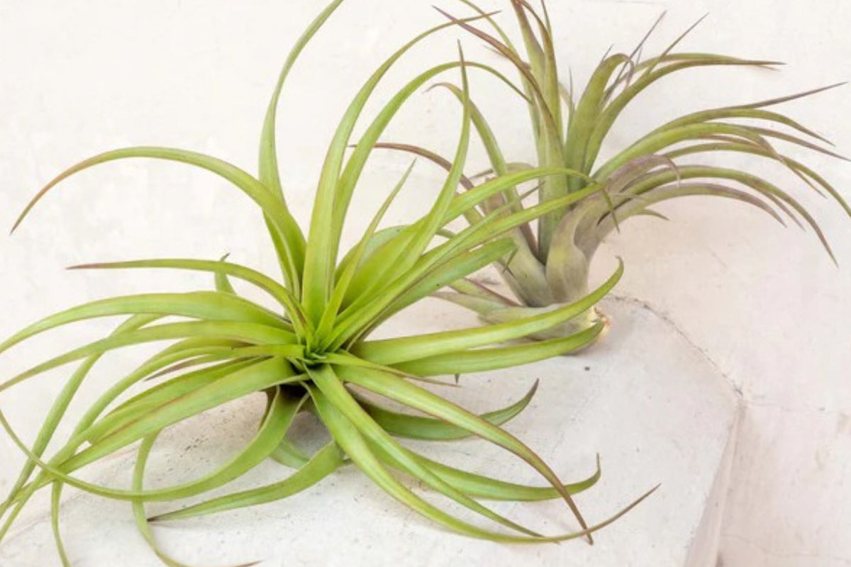 Giant Air Plant 14+ Inches – Extra Large Tillandsia – Live No Soil Indoor Statement Plant – Sculptural Air Plant for Modern Decor