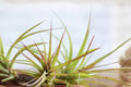 Tillandsia ‘Sparkler’ Air Plant – Hybrid, 5–7 Inches, Blooming, Easy Care Indoor Live Air Plant, Firework Flower Spike, Concolor × Brachycaulos