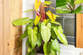 Philodendron Painted Lady – Variegated Climbing Aroid – Tropical Houseplant – Rare Collector Plant – Live Indoor Plant with Color-Changing Foliage
