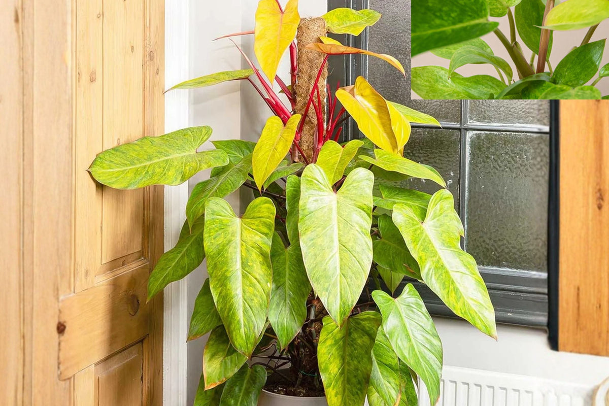 Philodendron Painted Lady – Variegated Climbing Aroid – Tropical Houseplant – Rare Collector Plant – Live Indoor Plant with Color-Changing Foliage