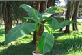 2 Musa Basjoo Banana Plants – Cold Hardy Tropical Garden Plants, Live Rooted, Fast Growing, Zone 5, Lush Foliage, Bare Root Bundle