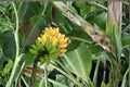 Live Burro Banana Plant – Tropical Edible Fruit Tree – Orinoco Variety – Compact Growth, Sweet Tangy Flavor, Suitable for Gardens & Containers