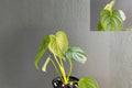 Philodendron Pastazanum Silver Pack of 2 – Rare Silver Leaf Indoor Tropical Houseplants – Exotic Foliage – Collector’s Plant