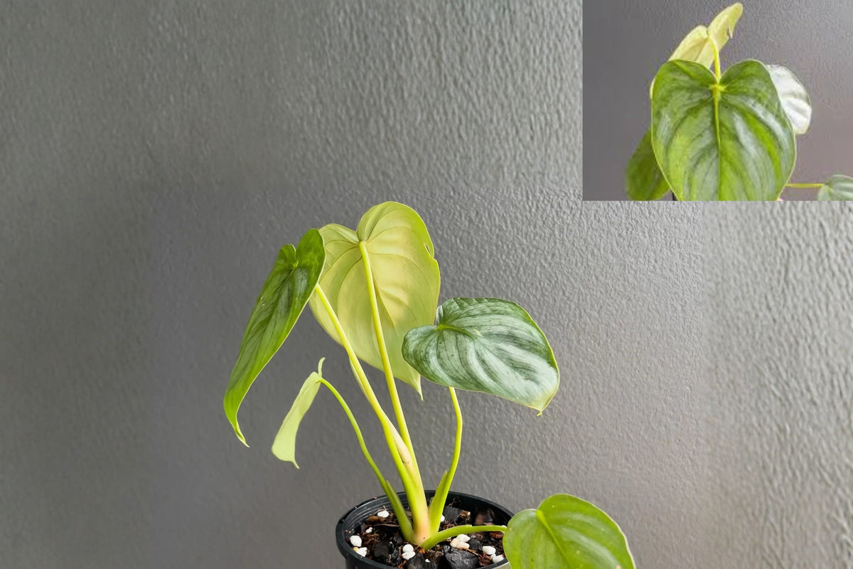 Philodendron Pastazanum Silver Pack of 2 – Rare Silver Leaf Indoor Tropical Houseplants – Exotic Foliage – Collector’s Plant