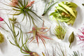 10 Florida Native Tillandsia utriculata Air Plants Bundle – Live Easy Care No Soil Air Plants for Terrariums & Mounting