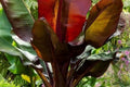 Ensete Maurelii Red Abyssinian Banana Plant – Live Tropical Foliage Ornamental Banana for Patio & Garden