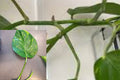 Hawaiian Pothos Cuttings 5 Pack – Rooted Nodes with Aerial Roots – Epipremnum aureum – Variegated Green and Yellow Foliage