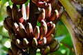 Live Cuban Red Banana Plant, Red Dacca, Tropical Fruit Tree, Edible Exotic Garden, Sweet Red Banana, Scientific Name Musa acuminata