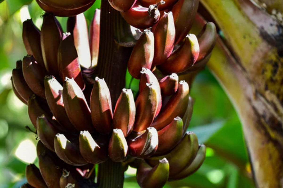 Live Cuban Red Banana Plant, Red Dacca, Tropical Fruit Tree, Edible Exotic Garden, Sweet Red Banana, Scientific Name Musa acuminata