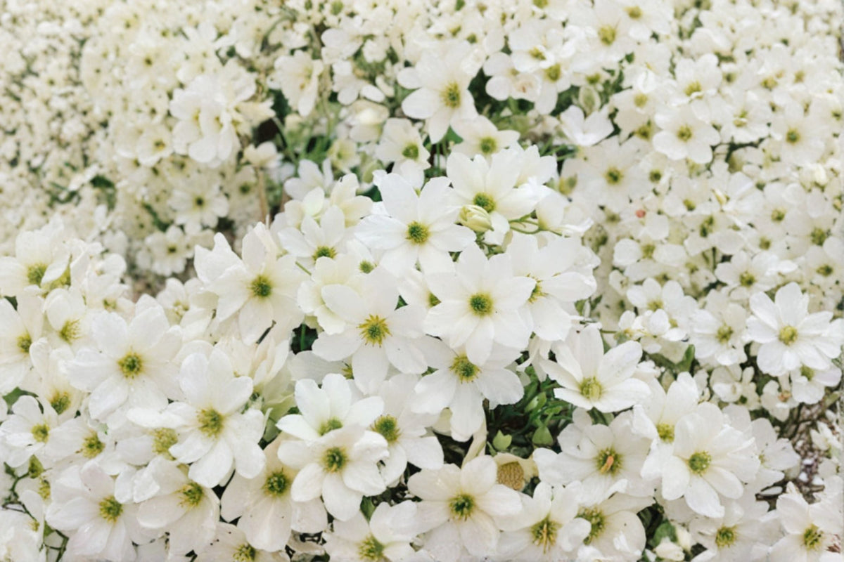 Clematis ‘Early Sensation’ Evergreen Climbing Vine 1 Gallon White Flowers Early Spring Garden Plant