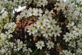 Clematis ‘Early Sensation’ Evergreen Climbing Vine 1 Gallon White Flowers Early Spring Garden Plant