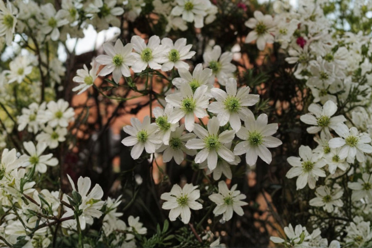 Clematis ‘Early Sensation’ Evergreen Climbing Vine 1 Gallon White Flowers Early Spring Garden Plant